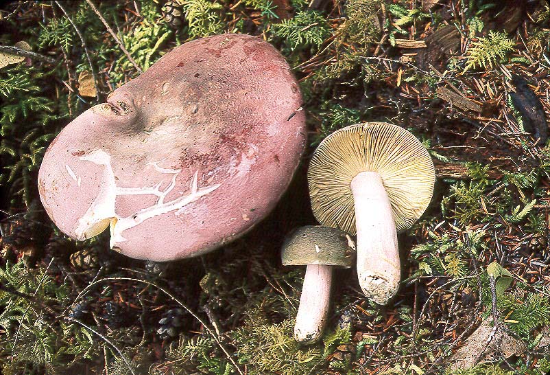 Russula olivacea
